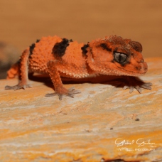 Rough Knob Tailed Gecko CB25