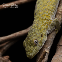 Bauer's Chameleon Gecko CB24