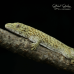 Ocellated Chameleon Gecko CB24