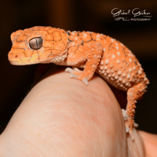 Centralian Knob Tailed Gecko CB26 Centralian Knob Tailed Gecko CB26