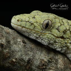 Ocellated Chameleon Gecko CB24