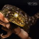 New Caledonian Giant Gecko (Leachie) - Moro CB22