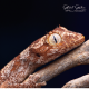 Northern Spiny Tailed Gecko CB24