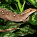 Sarasin's Giant Gecko (White Spot, White Collar)