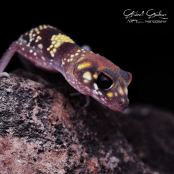 Barking Gecko CB25