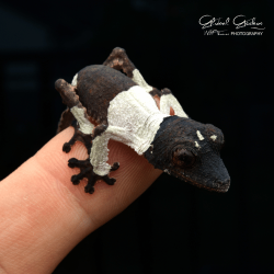 Henkel's Leaf Tailed Gecko Sexed Pair CB25