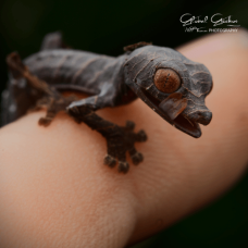 Spear Point Leaf Tailed Gecko Sexed Pair CB25