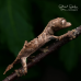 Spear Point Leaf Tailed Gecko Sexed Pair CB25