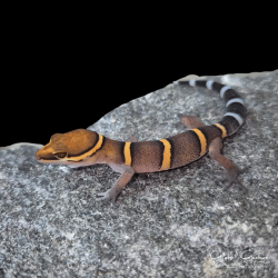Bawangling Cave Gecko Bawangling Cave Gecko