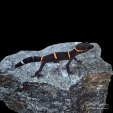 Hainan Cave Gecko CB26 Hainan Cave Gecko CB26