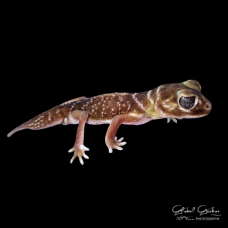 Smooth Knobtailed Gecko Smooth Knobtailed Gecko