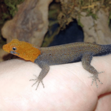 Yellow Headed Gecko CB26