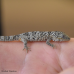 Ocellated Chameleon Gecko