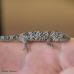 Ocellated Chameleon Gecko CB24