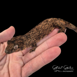 Nehoue River Mossy Gecko (Jalu) CB25 Nehoue River Mossy Gecko (Jalu) CB25