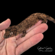 Nehoue River Mossy Gecko (Jalu) CB25