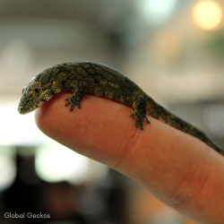 Viellard's Chameleon Gecko