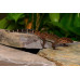 Bawangling Cave Gecko Bawangling Cave Gecko