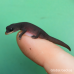 Australian Giant Stone Gecko