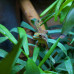 Mauritius Lowland Forest Day Gecko