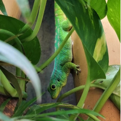 Mauritius Lowland Forest Day Gecko