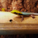 Neon Day Gecko Neon Day Gecko