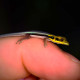 Neon Day Gecko CB26 Neon Day Gecko CB26