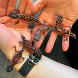 Midline Knobtailed Gecko pair