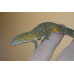 Bauer's Chameleon Gecko