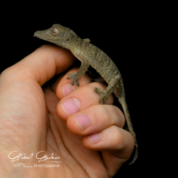 Henkel's Leaf Tailed Gecko - Male CB26