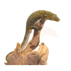 Bauer's Chameleon Gecko