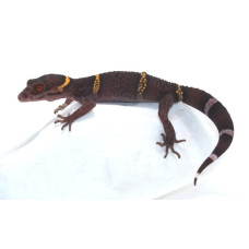 Hainan Cave Gecko