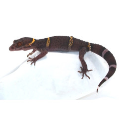 Hainan Cave Gecko