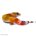 Leopard Gecko (Hypo)