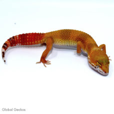 Leopard Gecko (Hypo)