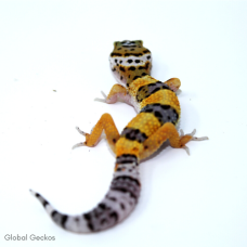 Leopard Gecko (Normal)