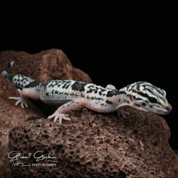 Iranian Giant Leopard Gecko CB25