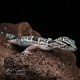 Iranian Giant Leopard Gecko CB25