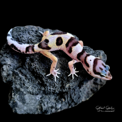 Leopard Gecko (Mack Snow)