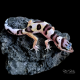 Leopard Gecko (Mack Snow) Leopard Gecko (Mack Snow)