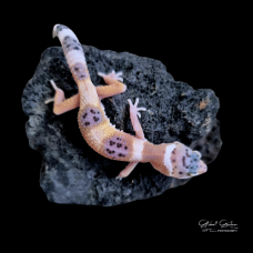 Leopard Gecko (Hypo Mac Snow Eclipse) Leopard Gecko (Hypo Mac Snow Eclipse)
