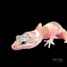 Leopard Gecko (Hypo Mac Snow Eclipse) Leopard Gecko (Hypo Mac Snow Eclipse)
