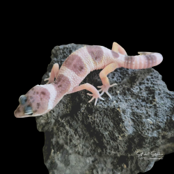 Leopard Gecko (Hypo Mac Snow)