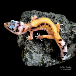 Leopard Gecko (Reverse Stripe)