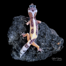 Leopard Gecko (Striped Mac Snow)