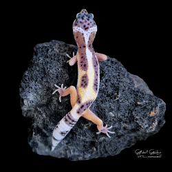Leopard Gecko (Striped Mac Snow)