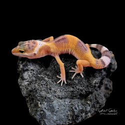 Leopard Gecko (Tangerine Bell Albino)