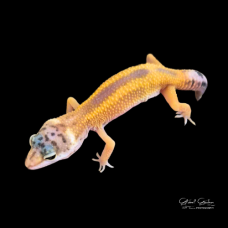 Leopard Gecko (Tangerine Reverse Stripe)