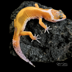 Leopard Gecko (Tangerine Stripe)