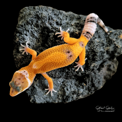 Leopard Gecko (Tangerine)
